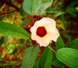 fermented spinach flower