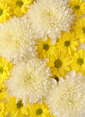 White and yellow chrysantemum flower, dahlia flat lay photo. Autumn flowers on white background, social media photo, commercial instagram photo