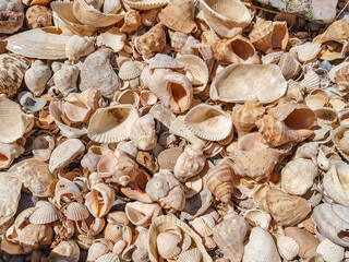 Natural sand and shells background