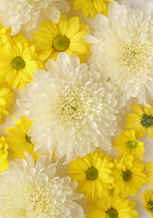 White and yellow chrysantemum flower, dahlia flat lay photo. Autumn flowers on white background, social media photo, commercial instagram photo