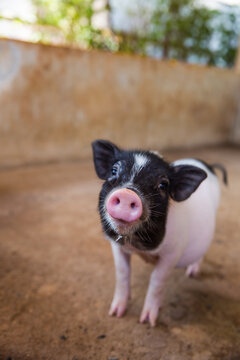 Piglet looking at the camera