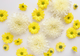 White and yellow chrysantemum flower, dahlia flat lay photo. Autumn flowers on white background, social media photo, commercial instagram photo