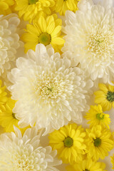 White and yellow chrysantemum flower, dahlia flat lay photo. Autumn flowers on white background, social media photo, commercial instagram photo