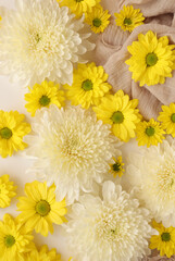 White and yellow chrysantemum flower, dahlia flat lay photo. Autumn flowers on white background, social media photo, commercial instagram photo