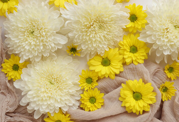 White and yellow chrysantemum flower, dahlia flat lay photo. Autumn flowers on white background, social media photo, commercial instagram photo