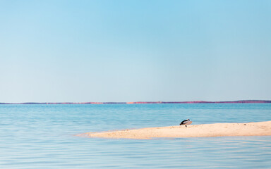 Wild Pelicans in Monkey Mia, Spain.