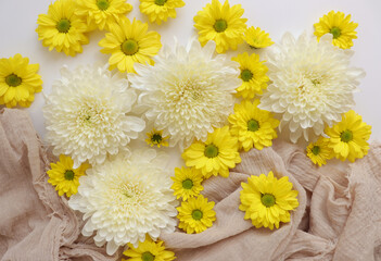 White and yellow chrysantemum flower, dahlia flat lay photo. Autumn flowers on white background, social media photo, commercial instagram photo