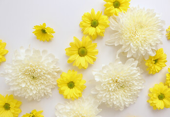 White and yellow chrysantemum flower, dahlia flat lay photo. Autumn flowers on white background, social media photo, commercial instagram photo