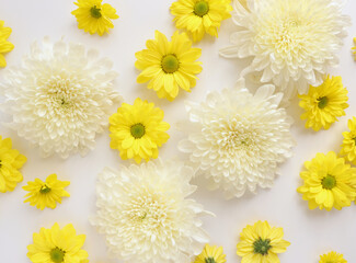 White and yellow chrysantemum flower, dahlia flat lay photo. Autumn flowers on white background, social media photo, commercial instagram photo