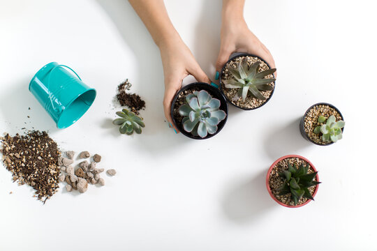 Aerial view of hands transplanting succulents on a white background