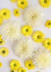 White and yellow chrysantemum flower, dahlia flat lay photo. Autumn flowers on white background, social media photo, commercial instagram photo