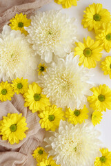 White and yellow chrysantemum flower, dahlia flat lay photo. Autumn flowers on white background, social media photo, commercial instagram photo