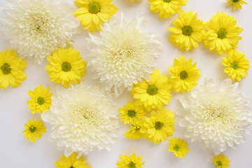 White and yellow chrysantemum flower, dahlia flat lay photo. Autumn flowers on white background, social media photo, commercial instagram photo