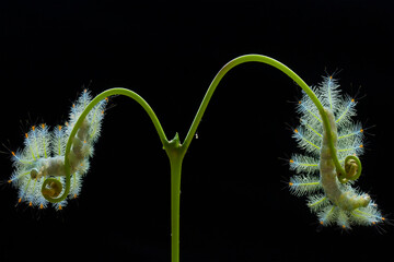 Fire caterpillar on the stem of the fern