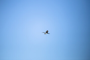 Wild Pelicans in Monkey Mia, Spain.