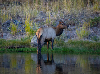 Deer eating grass. Grasss in deer mouth White-tailed deer. Yellowstone park.