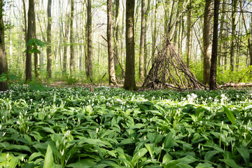 Amsterdamse bos flowering