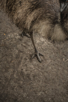 Big Bird Feet
