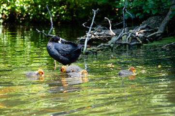 water chicken