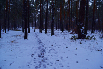 Road with footprints in the snow in the winter dark forest