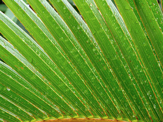 palm tree leaf after Raine