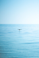 Obraz premium Wild life in Monkey Mia, Spain.