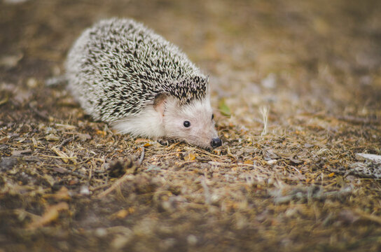 Portrait of a wild hedgehog on the forest.