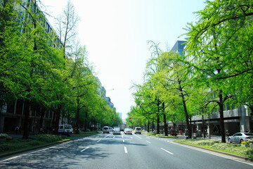 新緑の御堂筋