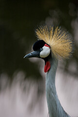  portrait of elegant exotic bird Gray crowned crane