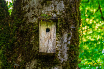 Handmade birdhouse on the old tree with moss in forest