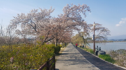 path in the park, trip to korea