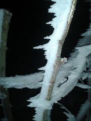 ice branch