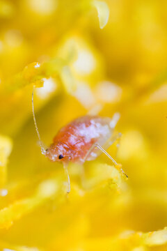 Detail of tiny insects