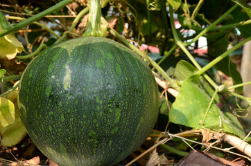 the green ripe pumpkin with vine in the garden.