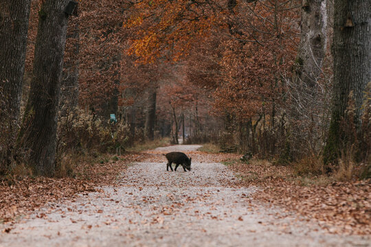 wild boar crossing a path in autumnal forest