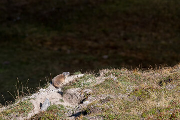 wild marmot in Engadine, Swiss Alps