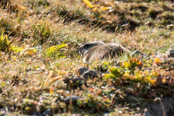 young wild marmot in Engadine, Swiss Alps