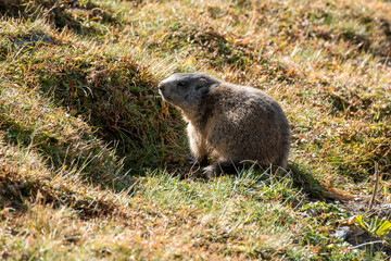 wild marmot in Engadine, Swiss Alps