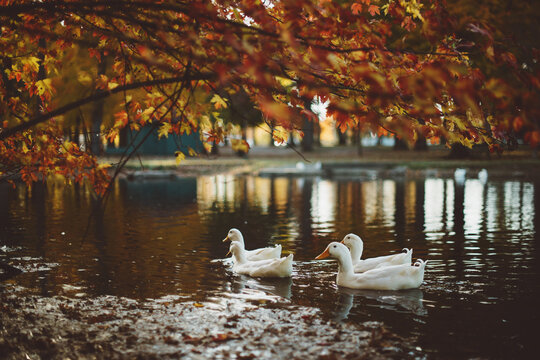White Ducks in Fall