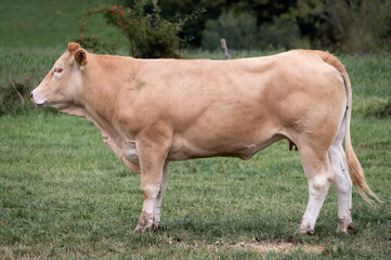 Blonde d'Aquitaine Rind Kuh