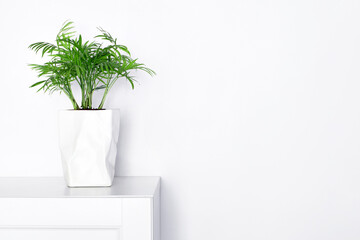 green plant in a pot on white furniture, minimalism in the interior, Scandinavian design, living room