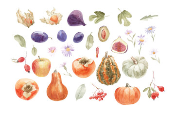 Watercolor pumpkins, autumn fruits and berries. Hand-painted illustrations are great for decorating packaging, greeting cards, invitations, promotional items.