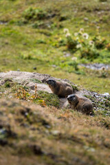 Murmeltiere im Val Tuoi, Engadin