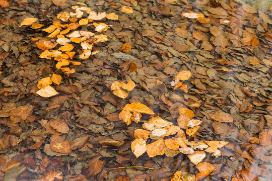 Fallen leaves floating on a creek in autumn