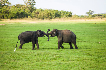 Two young elephant bulls