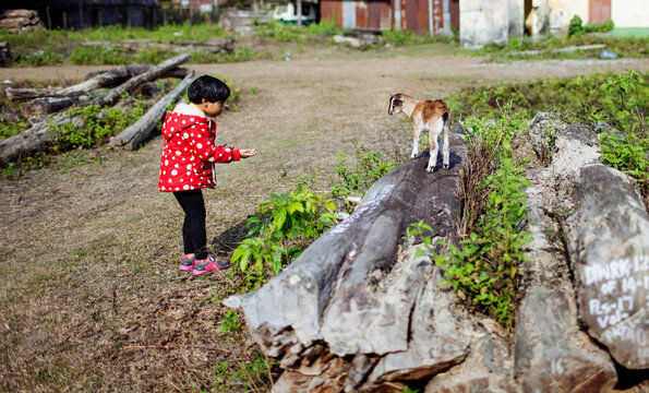Child beckons a baby goat to come closer and play