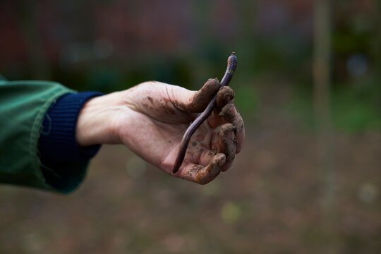earthworm in hand