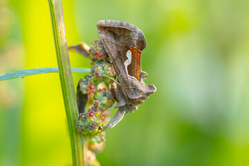 Day active Silver Y Autographa gamma moth pollinating on pink and purple thistle flowers