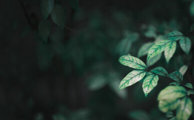 Earth Day concept , The Beautiful leaves of green natural background , cassava leave in the forest.