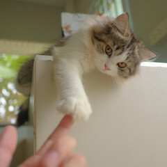 Adorable kittens, watching them send me cuteness. © kittisak